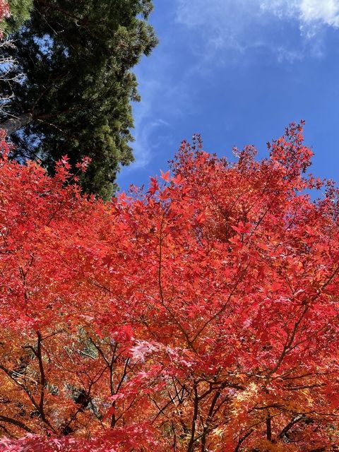 清水寺の紅葉